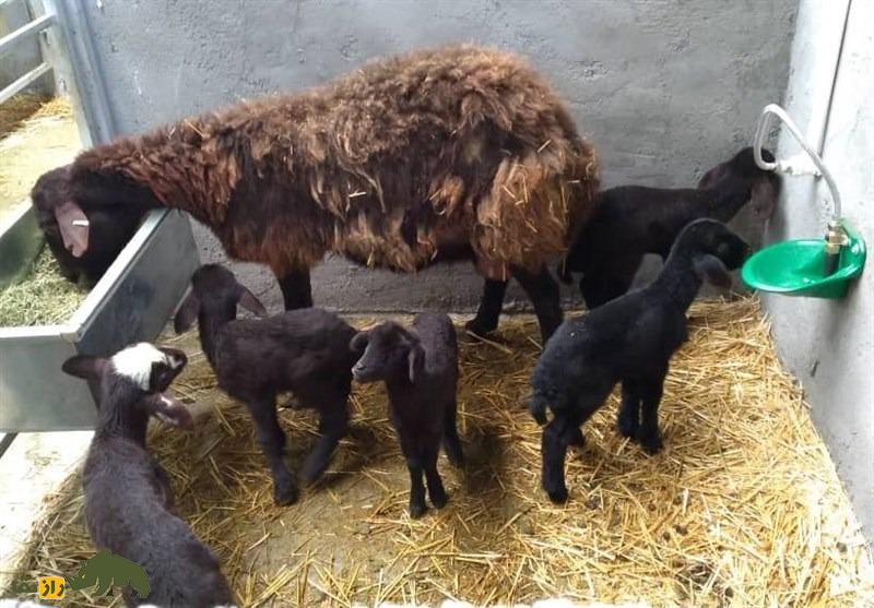 گوسفند «شال» قزوینی؛ سنگین دمبه و دوقلوزای مشهور؛ بهترین نژاد جهان؟!