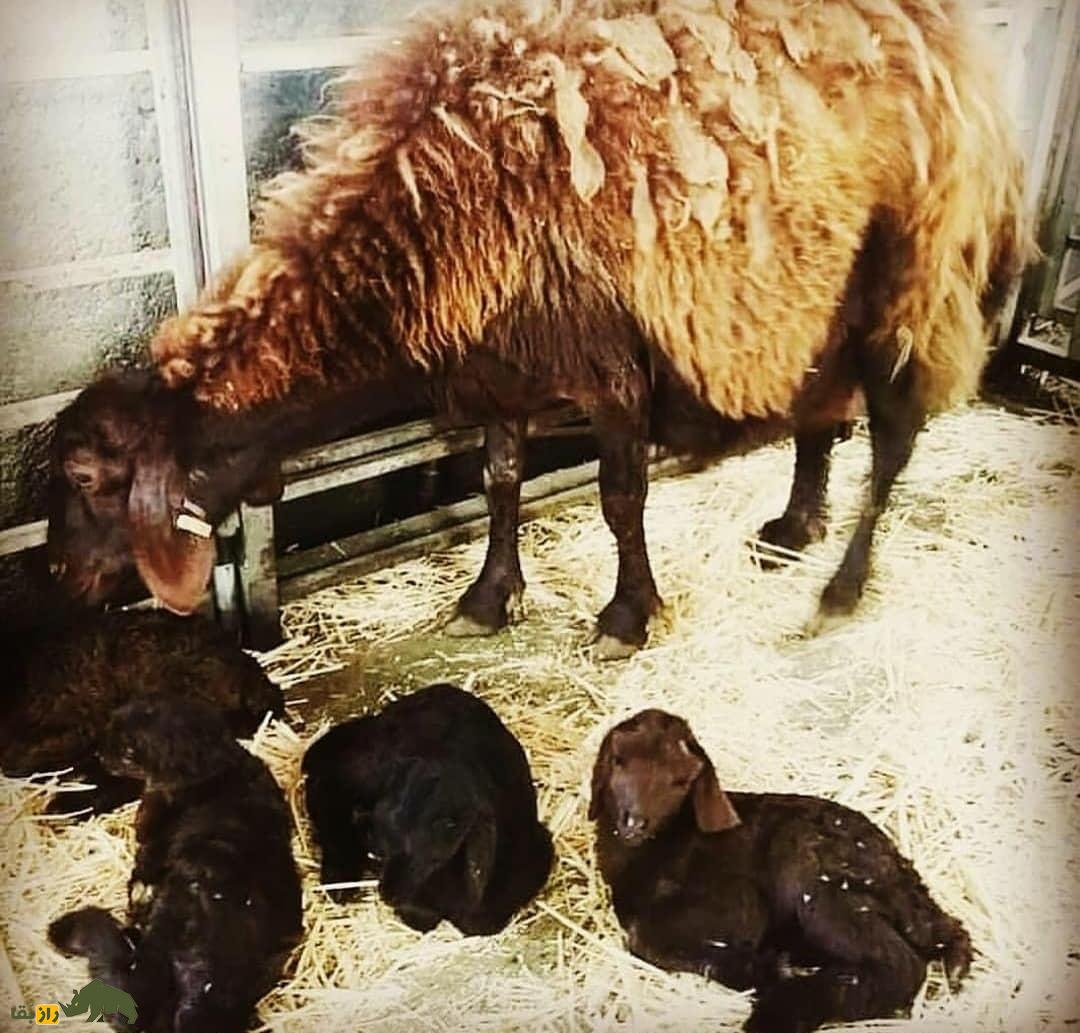 گوسفند «شال» قزوینی؛ آیا این دوقلو زای مشهور بهترین نژاد گوسفند در جهان است؟