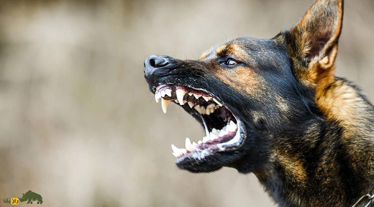 همه چیز درباره رفتار سگها؛ چگونه به سگی که نمیشناسیم نزدیک شویم؟ سگ خشمگین