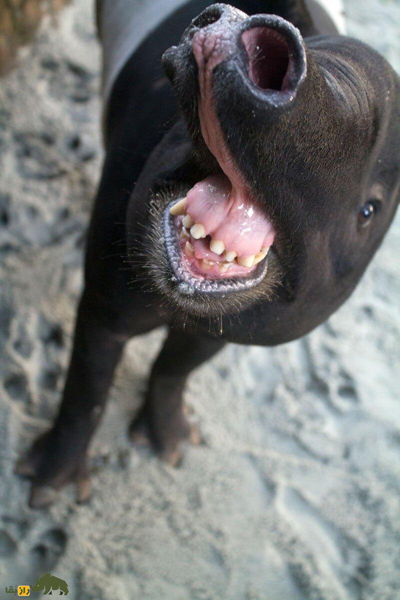 (تصاویر) تاپیرها؛ حیوانی اندازه یک الاغ که شبیه هیچ جانور دیگری نیست! تاپیرها با دهان باز