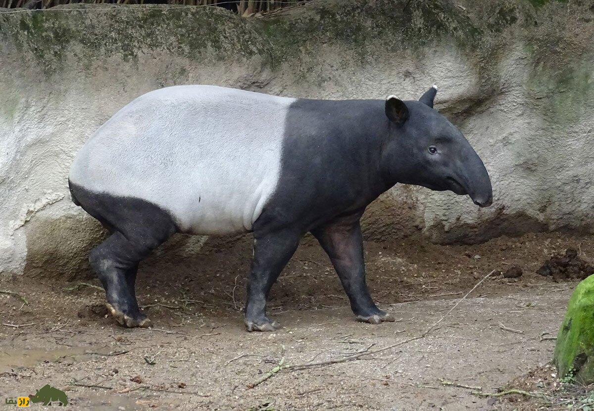 (تصاویر) تاپیرها؛ حیوانی اندازه یک الاغ که شبیه هیچ جانور دیگری نیست! تاپیر