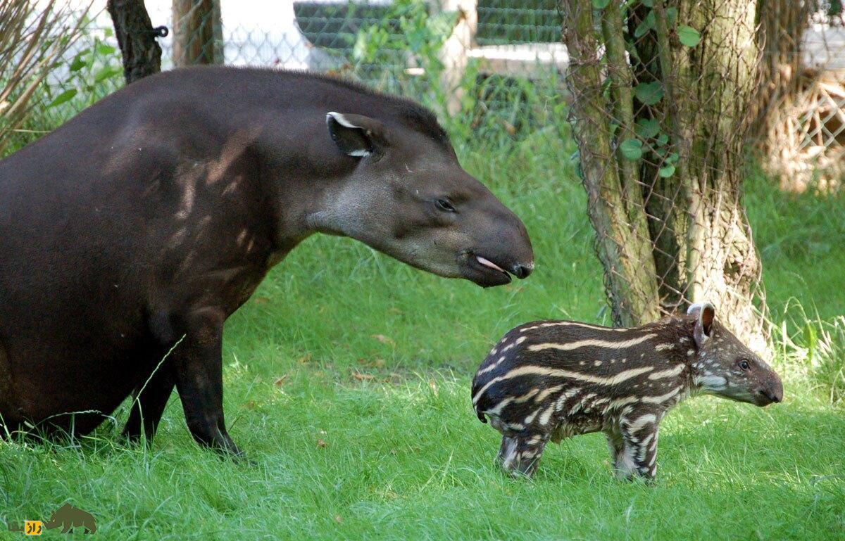 (تصاویر) تاپیرها؛ حیوانی اندازه یک الاغ که شبیه هیچ جانور دیگری نیست! تاپیر مادر و فرزندش در جنگل