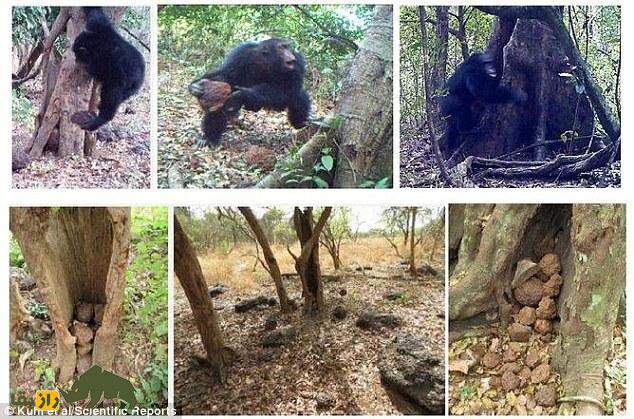 مشاهده یک رفتار آیینی عجیب از شامپانزه‌ها؛ آیا آن‌ها یک مکان مقدس دارند؟