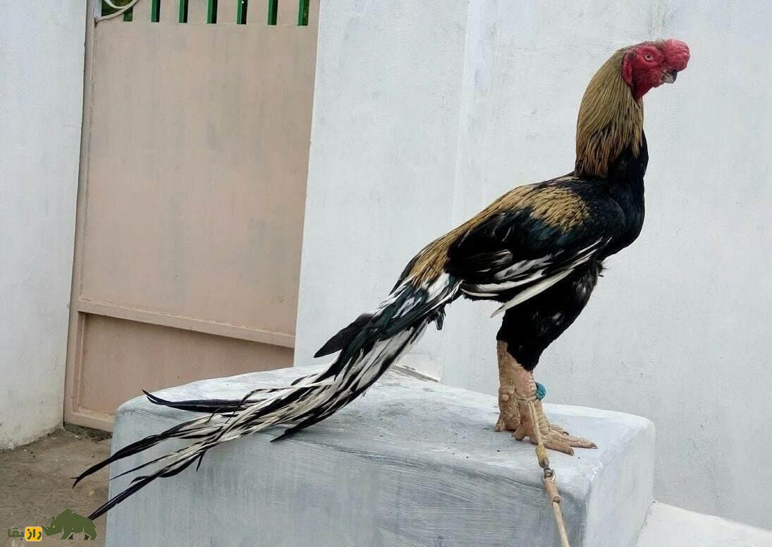 خروس «طوطی منقار» پاکستانی؛ هیولای قدبلند ۸ کیلویی