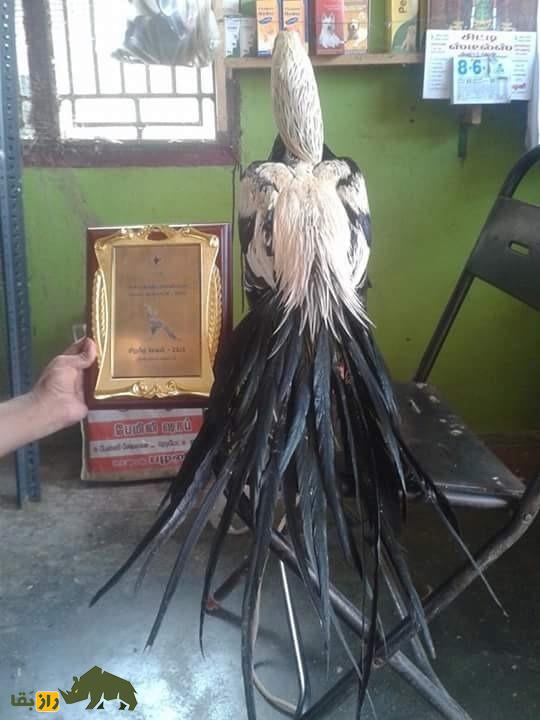 خروس «طوطی منقار» پاکستانی؛ هیولای قدبلند ۸ کیلویی