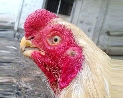 خروس «طوطی منقار» پاکستان؛ هیولای سنگین‌پای ۸ کیلویی