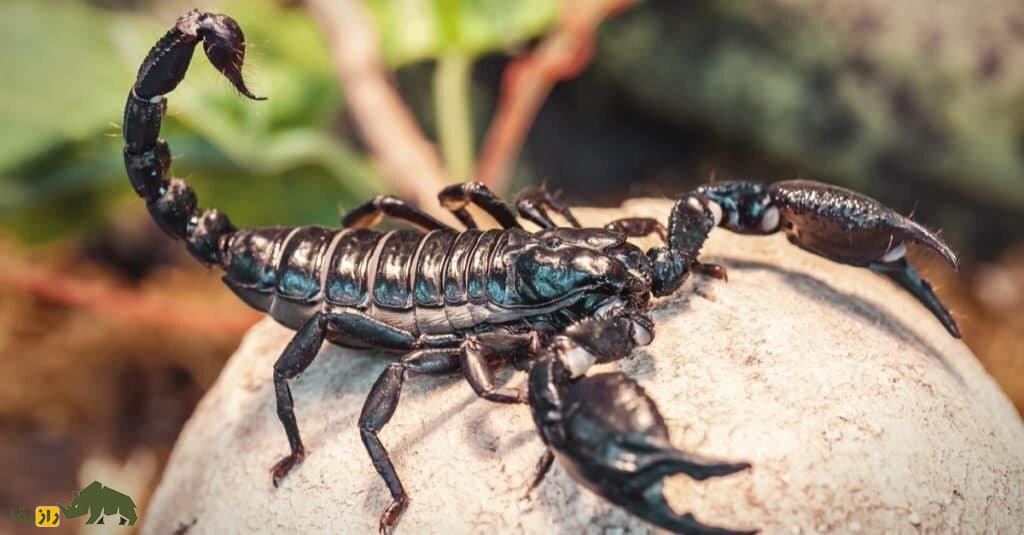 (تصاویر) عقرب گادیم؛ کشنده‌ترین عقرب دنیا این عقرب ایرانی است!