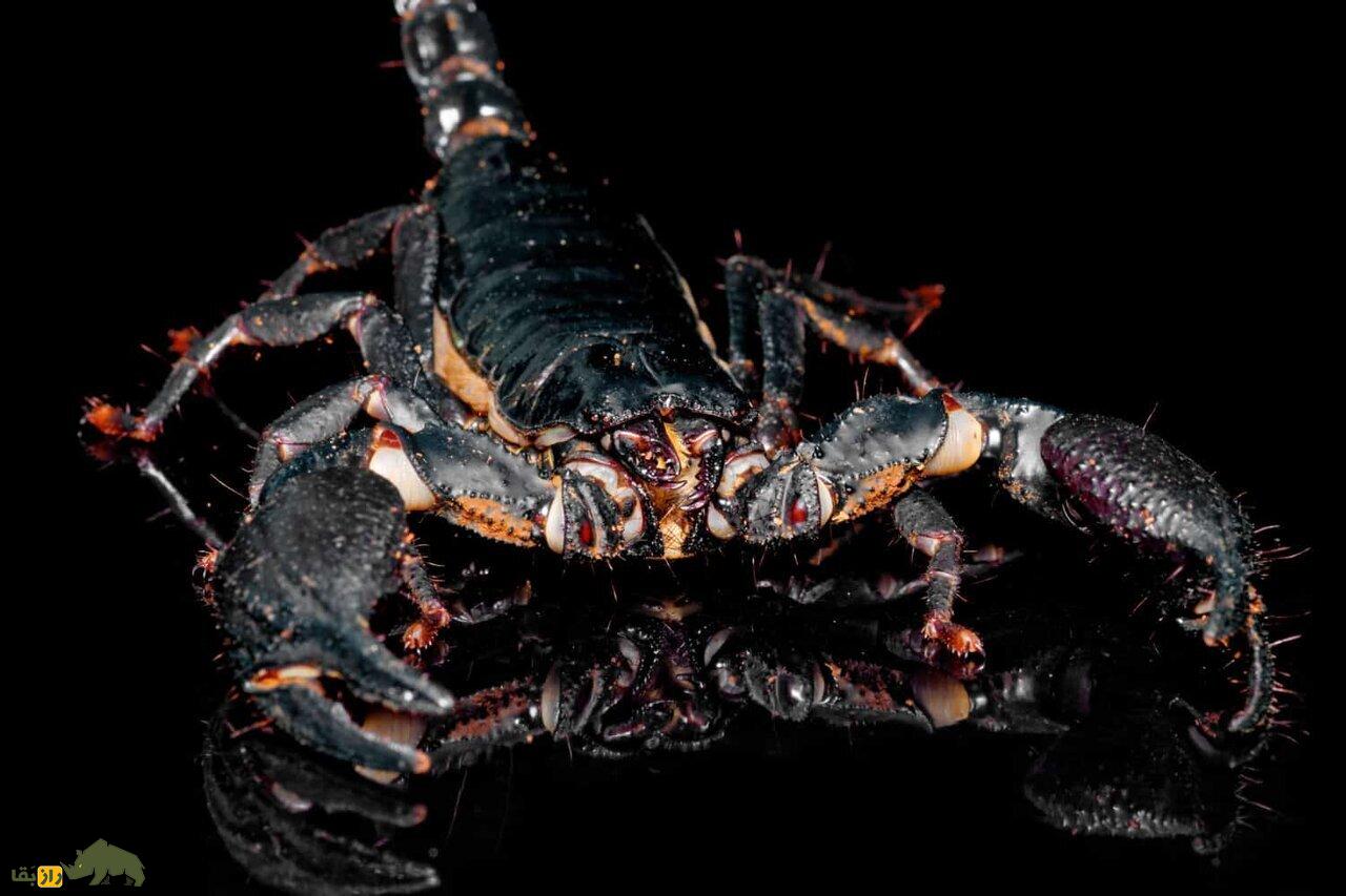 (تصاویر) عقرب گادیم؛ کشنده‌ترین عقرب دنیا این عقرب ایرانی است!
