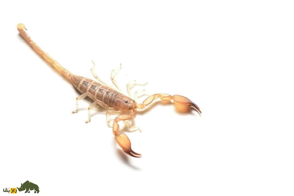 (تصاویر) عقرب گادیم؛ کشنده‌ترین عقرب دنیا این عقرب ایرانی است!