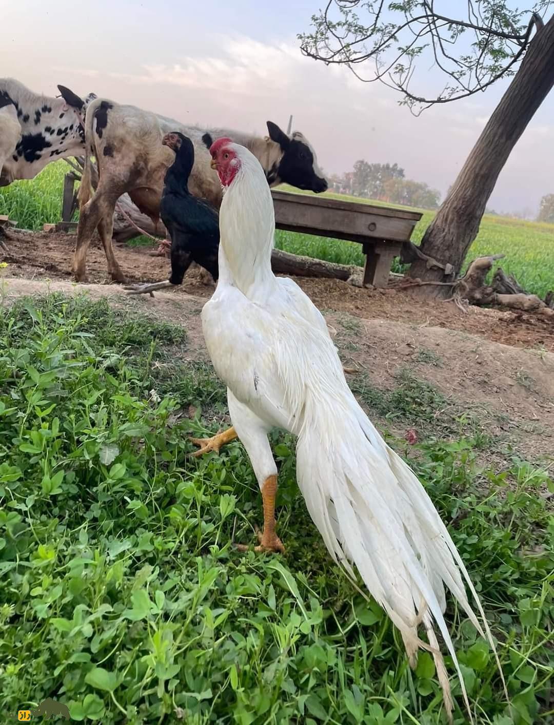 خروس نوک طوطی سفید