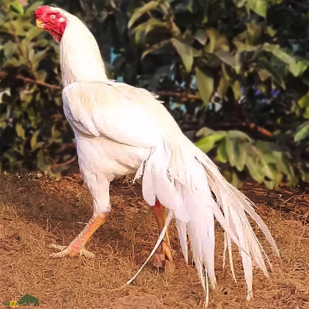 خروس نوک طوطی سفید