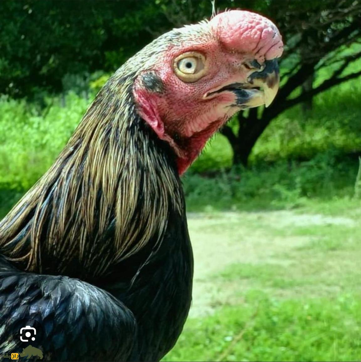 عجیب‌ترین خروس جهان؛ این هیولای ۱۰۰ میلیونی ترکیبی از طوطی، طاووس و توت‌فرنگی است!