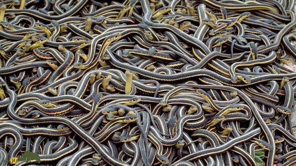 (تصاویر) جانورانی که از جنسیت خود ناراضی هستند و تغییر جنسیت میدهند! مارهای بند جورابی