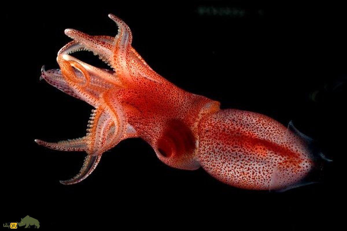 (تصاویر) جانورانی که از جنسیت خود ناراضی هستند و تغییر جنسیت میدهند! ماهی مرکب