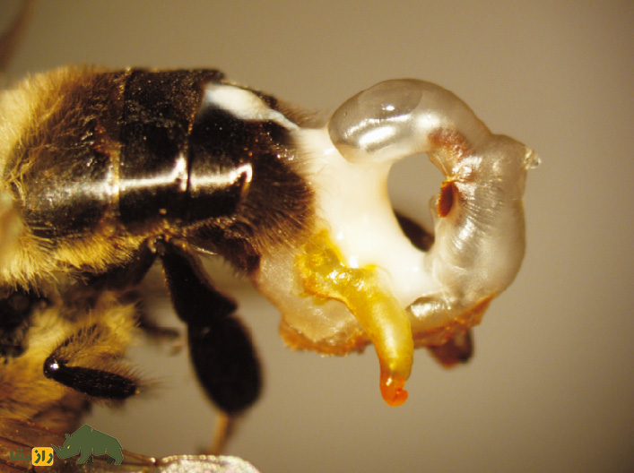 جفتگیری عجیب حیوانات؛ از مادهای که بیضه دارد تا جفتگیری عجیب و کثیف جوجه تیغی! جفتگیری زنبور عسل