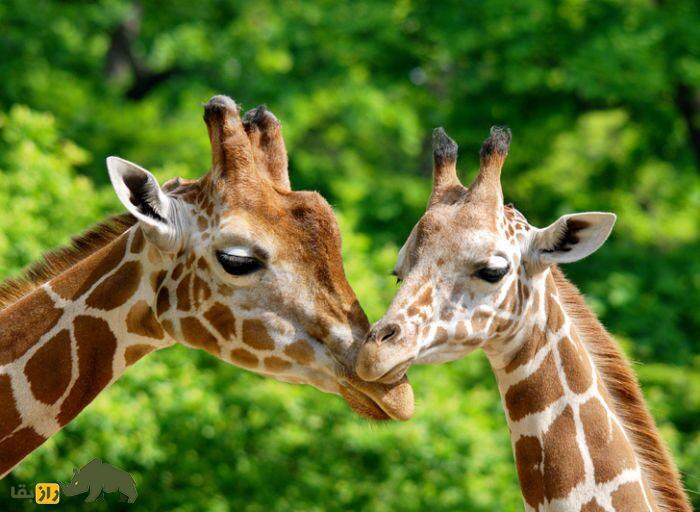 جفتگیری عجیب حیوانات؛ از مادهای که بیضه دارد تا جفتگیری عجیب و کثیف جوجه تیغی! زرافه