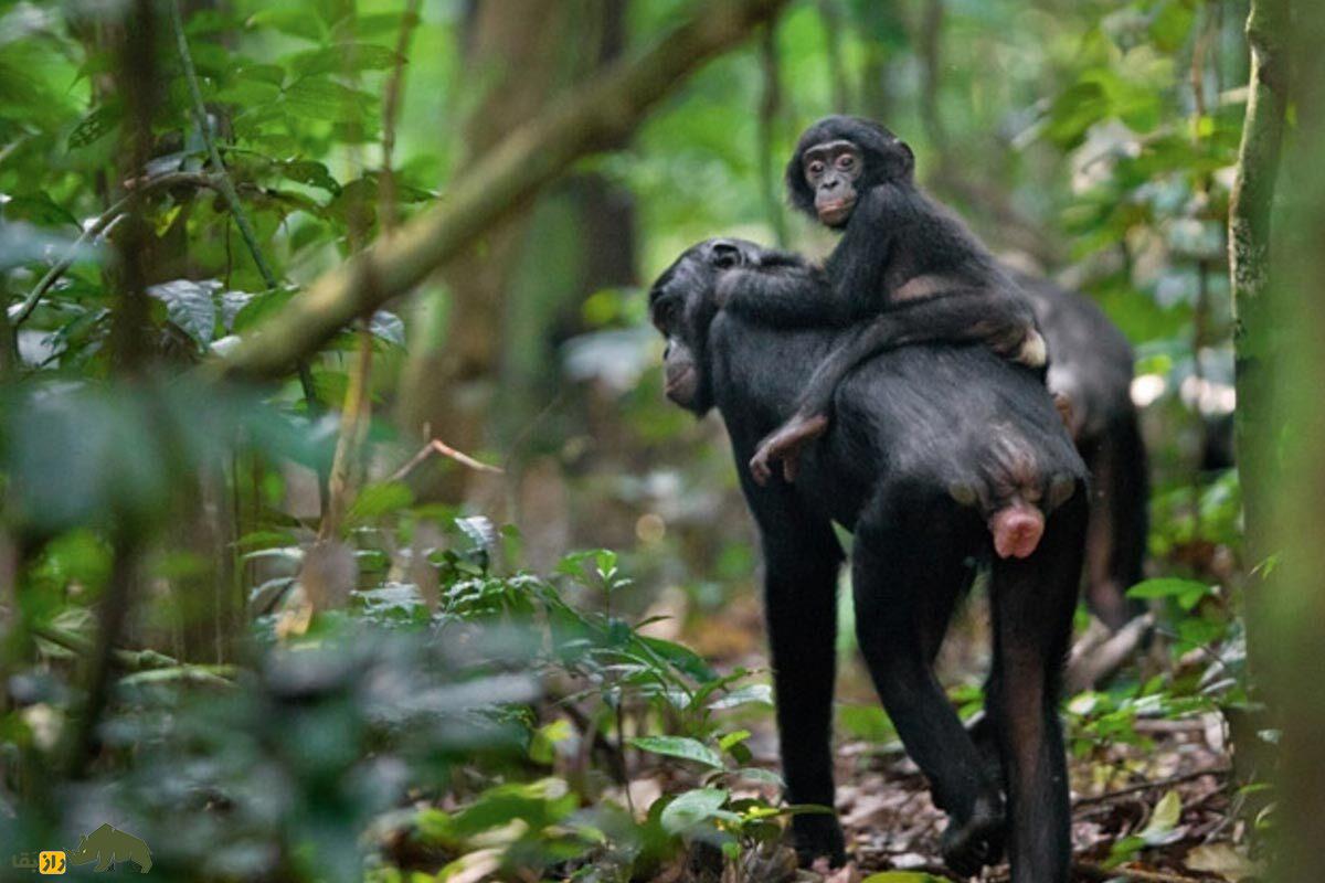 بونوبوهای مادر به پسران خود برای داشتنِ فرزند فشار میآورند بونوبوهای مادر به پسران خود برای داشتنِ فرزند فشار میآورند