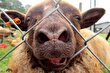 گوسفند «شال» قزوین؛ آیا این دوقلو زای غول‌پیکر بهترین نژاد گوسفند در جهان است؟