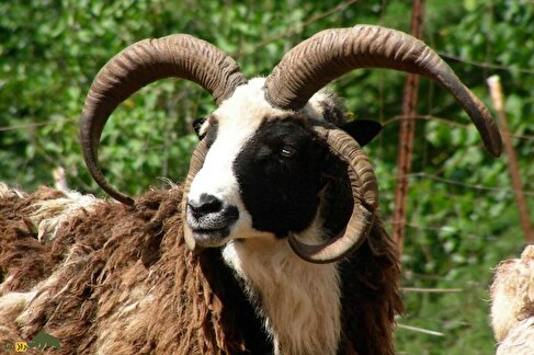 (ویدئو) رونمایی از گوسفند عجیب چهارشاخ در ایران