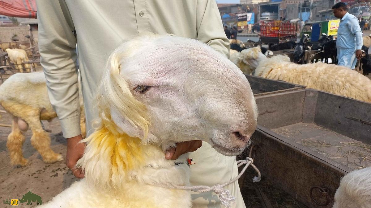 گوسفند «موندری»؛ گوسفند کله شُتری دمباریک پاکستان با دماغ نوکتیز گوسفند «موندری»؛ گوسفند کله شُتری دمباریک پاکستان با دماغ نوکتیز