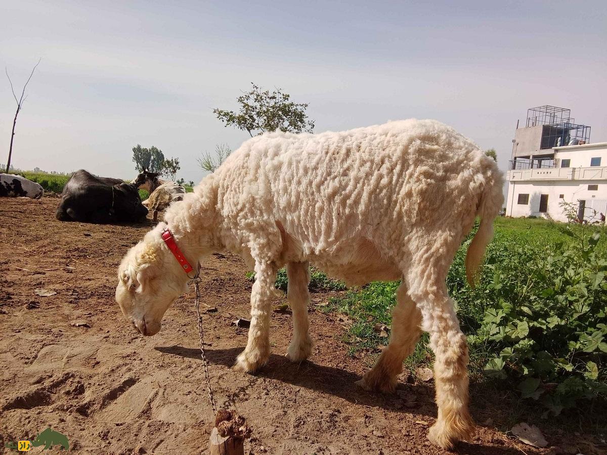 گوسفند «موندری»؛ گوسفند کله شُتری دمباریک پاکستان با دماغ نوکتیز گوسفند «موندری»؛ گوسفند کله شُتری دمباریک پاکستان با دماغ نوکتیز