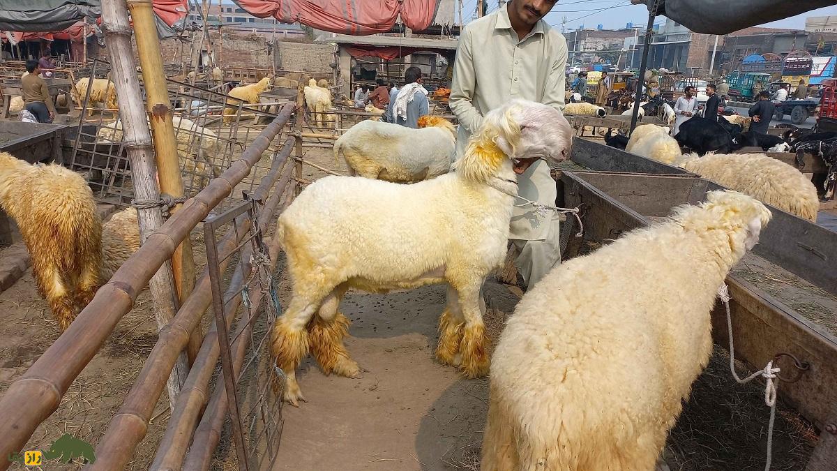 گوسفند «موندری»؛ گوسفند کله شُتری دمباریک پاکستان با دماغ نوکتیز گوسفند «موندری»؛ گوسفند کله شُتری دمباریک پاکستان با دماغ نوکتیز