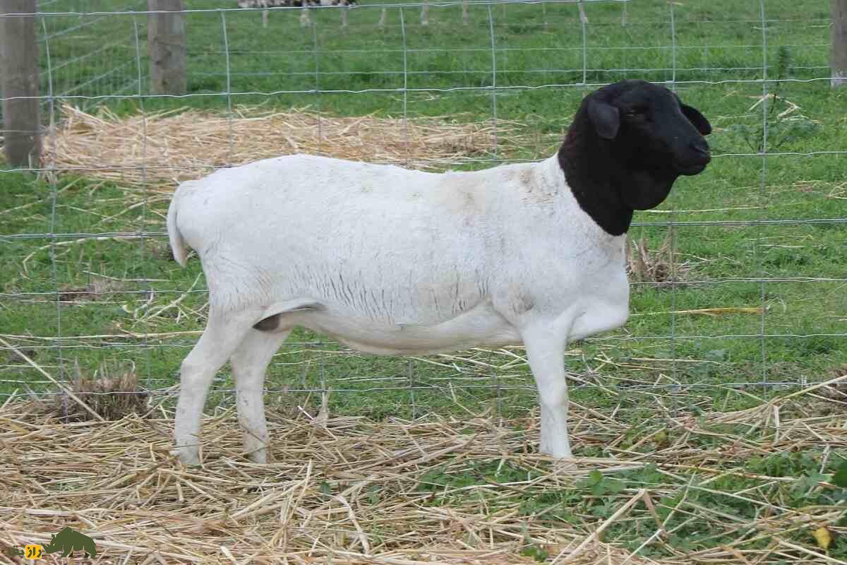 گوسفند «سرسیاه» ایرانی بدون پشم؛ این گوسفند در آفریقا چه می‌کند؟