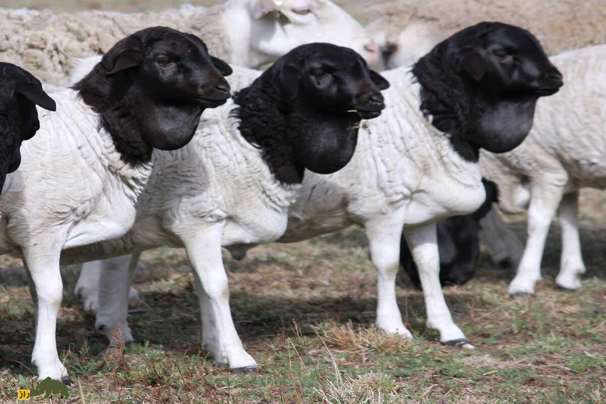 گوسفند «سرسیاه» ایرانی بدون پشم؛ این گوسفند در آفریقا چه می‌کند؟