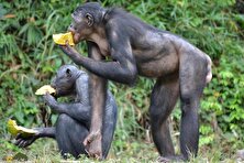 شامپانزه‌های مادر به پسران خود برای داشتنِ فرزند فشار می‌آورند!