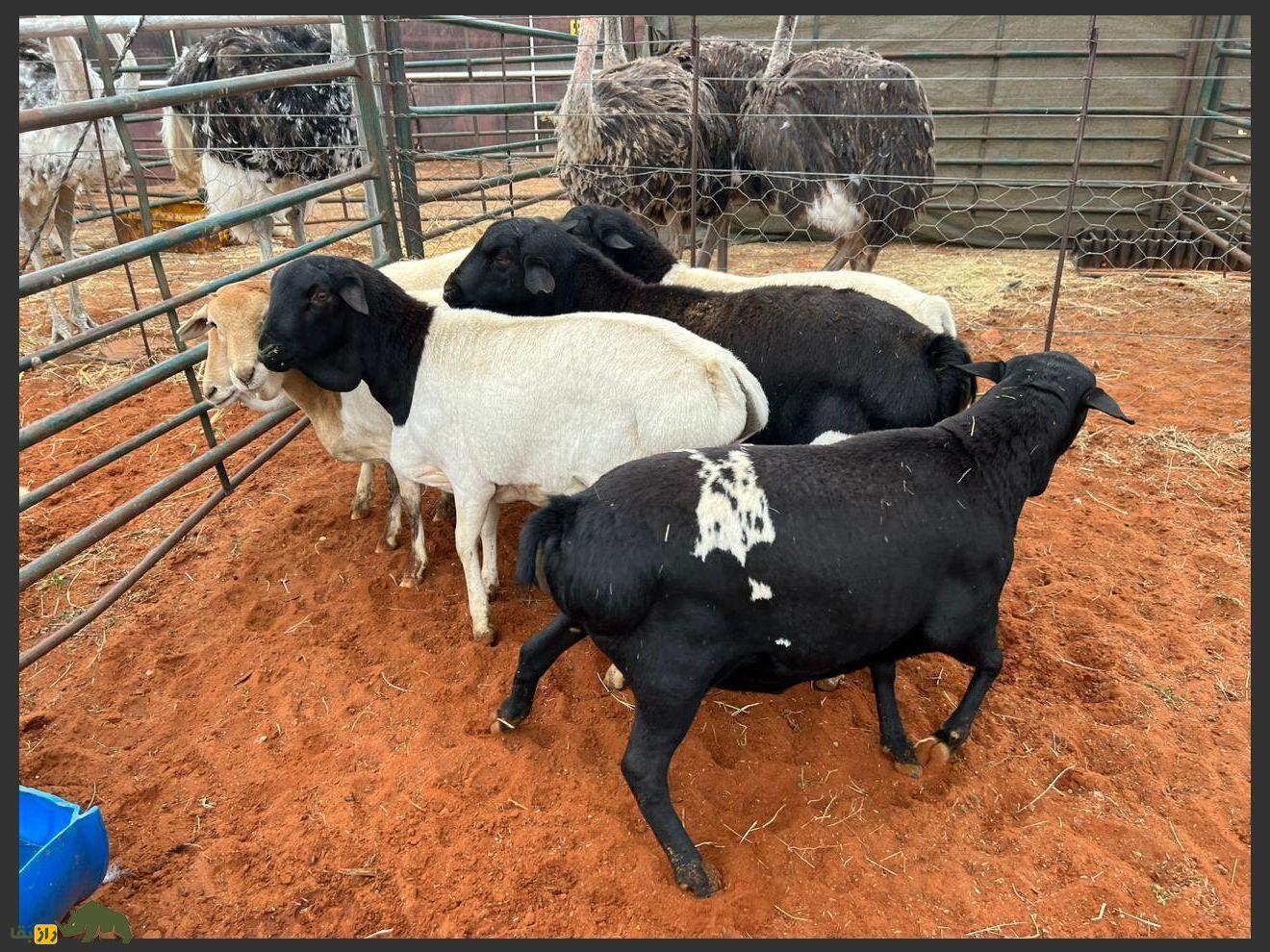 گوسفند «سرسیاه» و عجیب‌الخلقه ایرانی در آفریقا چه می‌کند؟