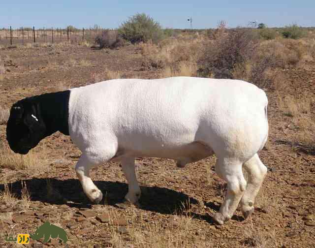 گوسفند «سرسیاه» و عجیب‌الخلقه ایرانی در آفریقا چه می‌کند؟