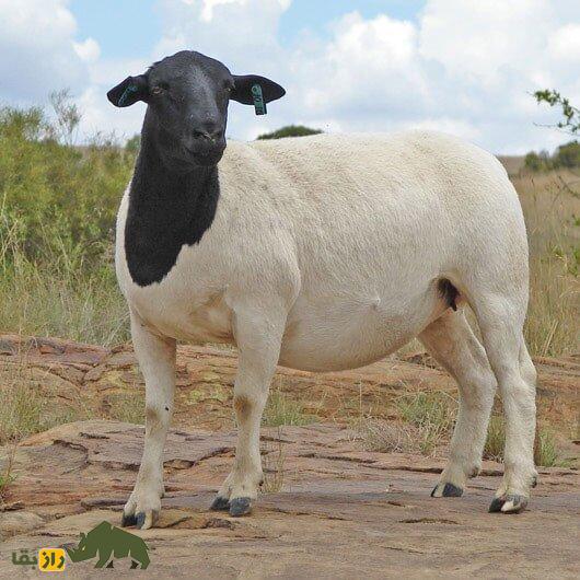 گوسفند «سرسیاه» و عجیب‌الخلقه ایرانی در آفریقا چه می‌کند؟