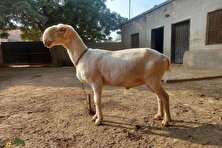 گوسفند «موندری»؛ گوسفند کله شُتری دم‌باریک پاکستان با دماغ نوک‌تیز