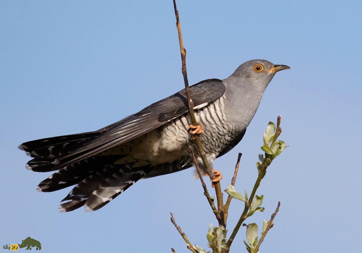 فاخته نشسته روی شاخه درخت