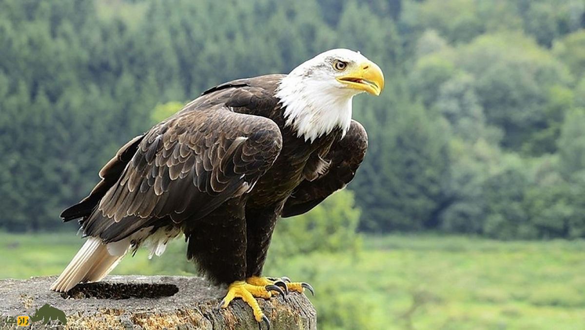 عقاب سر سفید