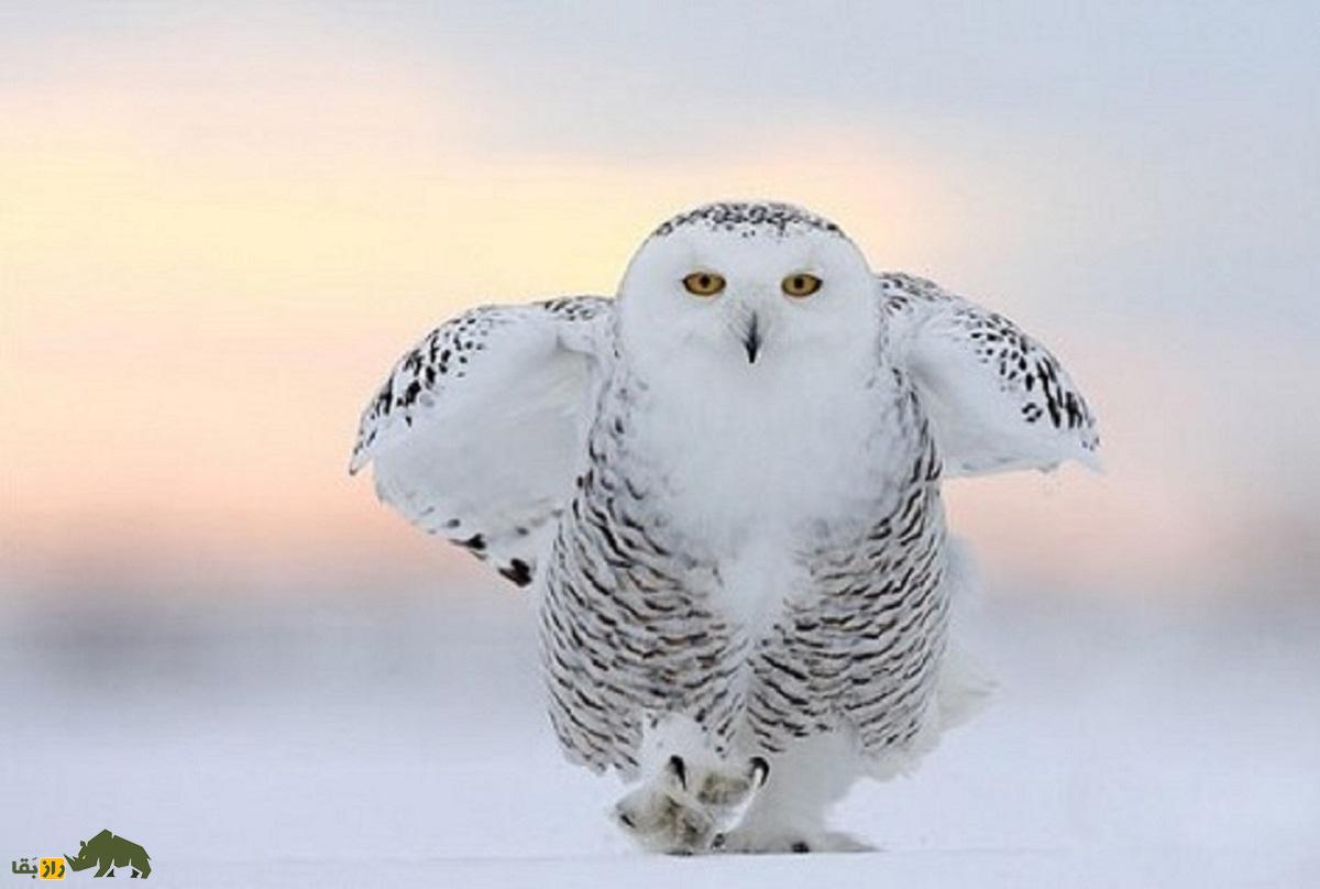 جغد برفی در برف