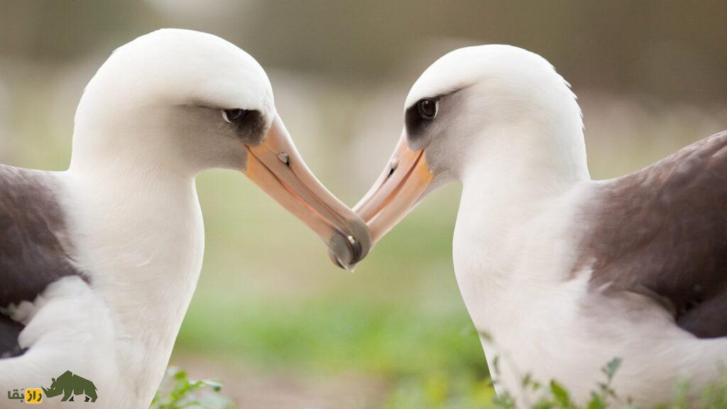 آلباتروس پرنده
