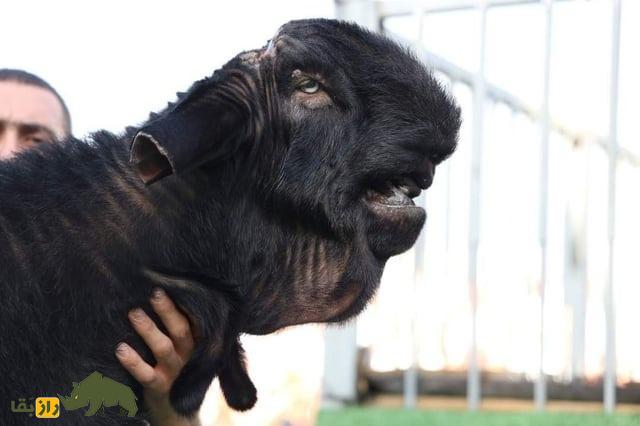 «بز دمشق» معروف به «بولداگ» بزها و برنده جایزه زیباترین «بز» «بز دمشق» معروف به «بولداگ» بزها و برنده جایزه زیباترین «بز»