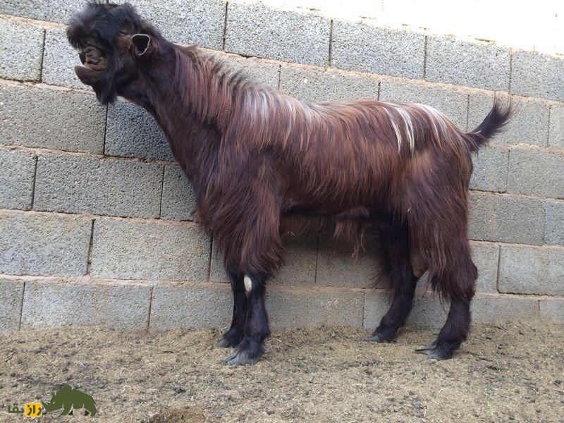 «بز دمشق» معروف به «بولداگ» بزها و برنده جایزه زیباترین «بز» «بز دمشق» معروف به «بولداگ» بزها و برنده جایزه زیباترین «بز»