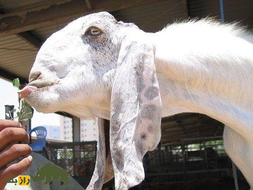 «بز دمشق» معروف به «بولداگ» بزها و برنده جایزه زیباترین «بز» «بز دمشق» معروف به «بولداگ» بزها و برنده جایزه زیباترین «بز»
