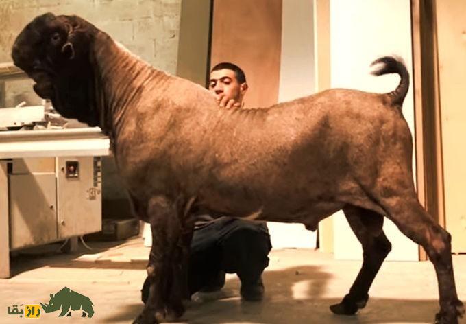 «بز دمشق» معروف به «بولداگ» بزها و برنده جایزه زیباترین «بز» «بز دمشق» معروف به «بولداگ» بزها و برنده جایزه زیباترین «بز»