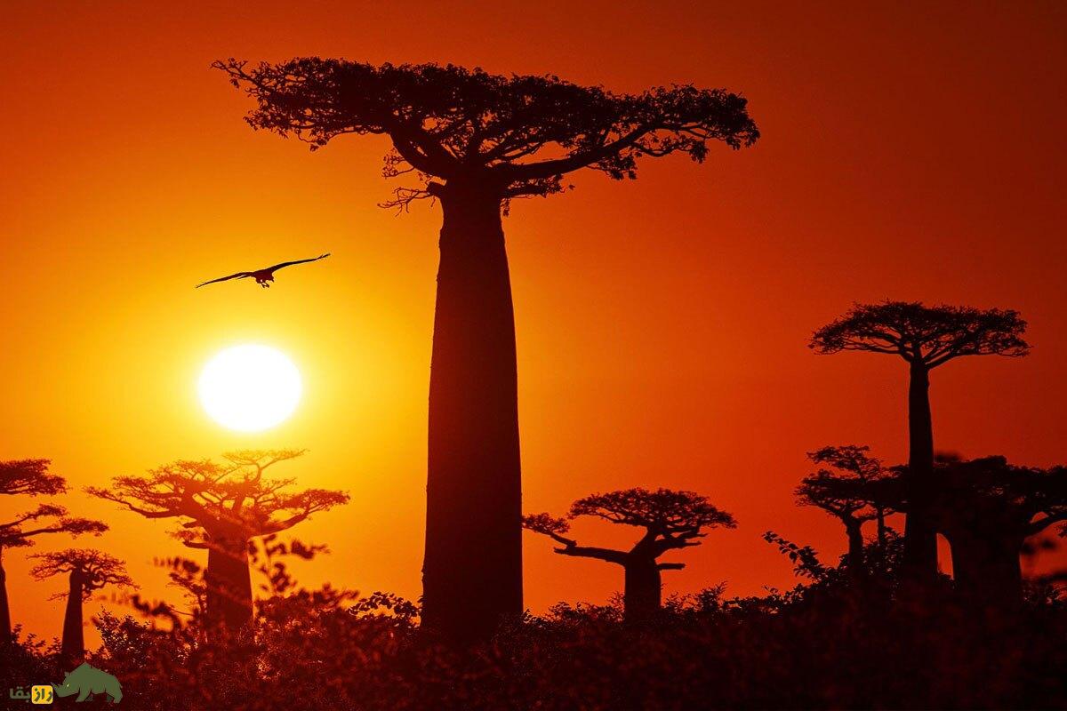 درخت بائوباب در غروب