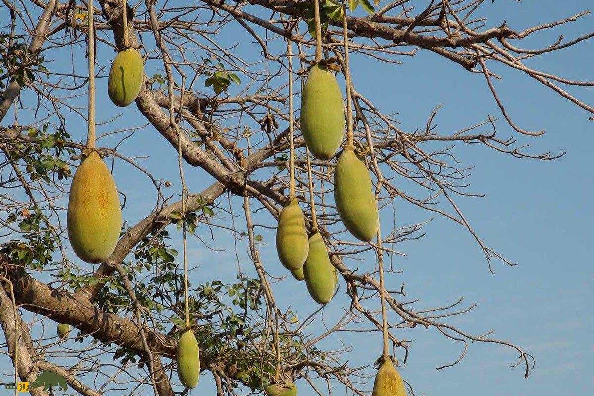 میوه درخت بائوباب