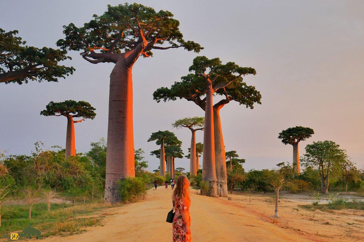 درخت بائوباب در آفریقا