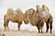 شتر وحشی مغولستان؛ کمیاب‌ترین شتر جهان!