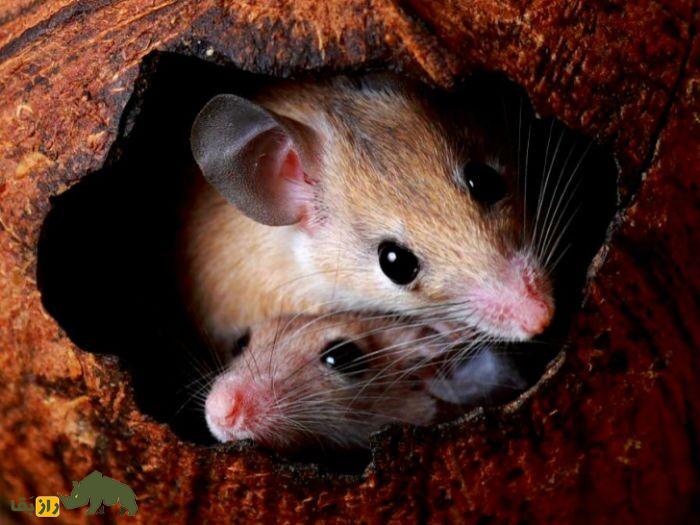 دانشمندان در یک حرکت «غیر اخلاقی» موش نر را باردار کردند! دو موش در سوراخ یک درخت