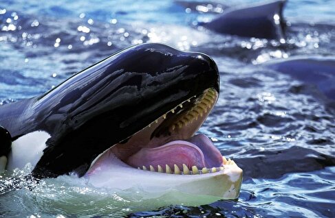 (ویدئو) مستند راز بقا؛ ترفند عجیب نهنگ‌های قاتل برای شکار فُک‌ها