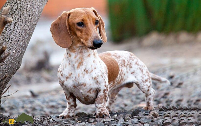 کدام نژاد سگ بیشترین مشکلات جسمی را دارند؟ | از خرید و نگهداری این سگها پشیمان میشوید! کدام نژاد سگ بیشترین مشکلات جسمی را دارند؟ | از خرید و نگهداری این سگها پشیمان میشوید!