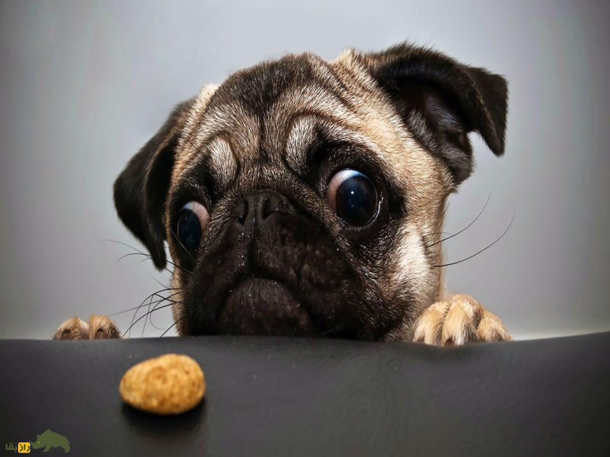 کدام نژاد سگ بیشترین مشکلات جسمی را دارند؟ | از خرید و نگهداری این سگها پشیمان میشوید! سگ نژاد پاگ