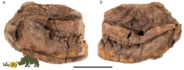 این «ونگل» باستانی کوچک احتمالا جد گمشده گاو، خوک و گوزن باشد! این «ونگل» باستانی کوچک احتمالا جد گمشده گاو، خوک و گوزن باشد!